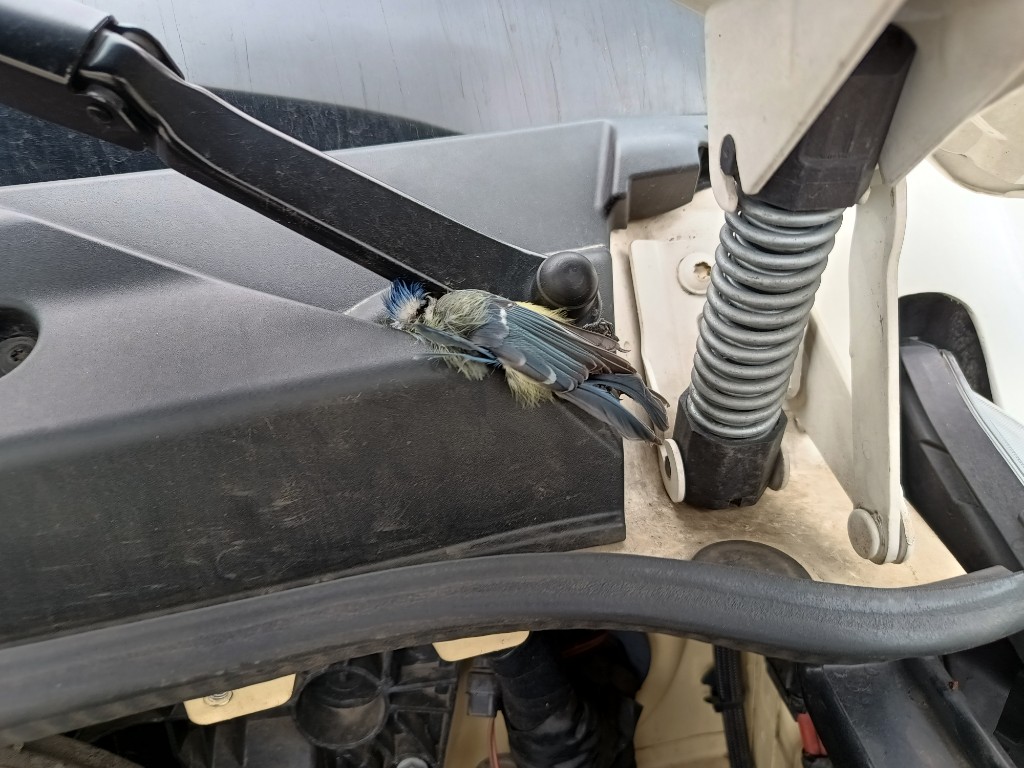 Mrtvola po otevreni kapoty Rošet